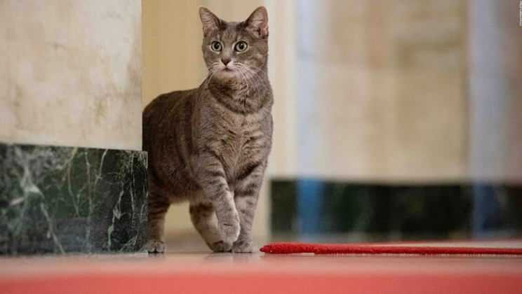 Estos son los privilegios de ser Willow Biden, la gata presidencial