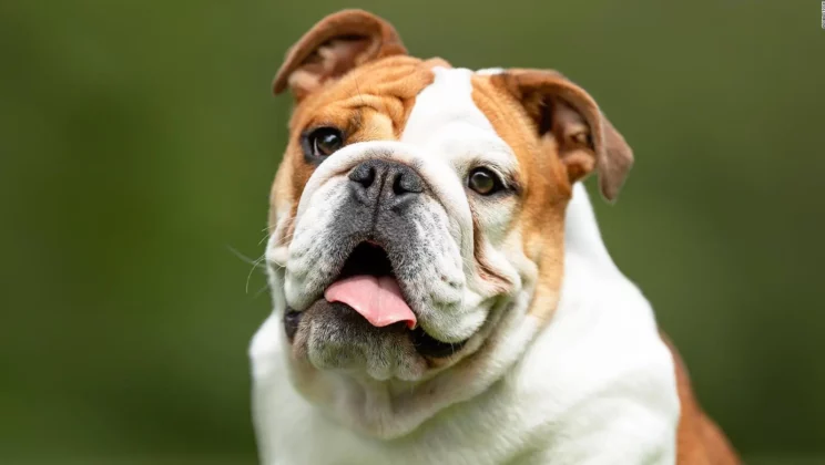 Los veterinarios quieren que los amantes de los animales dejen de comprar perros de la raza bulldog inglés