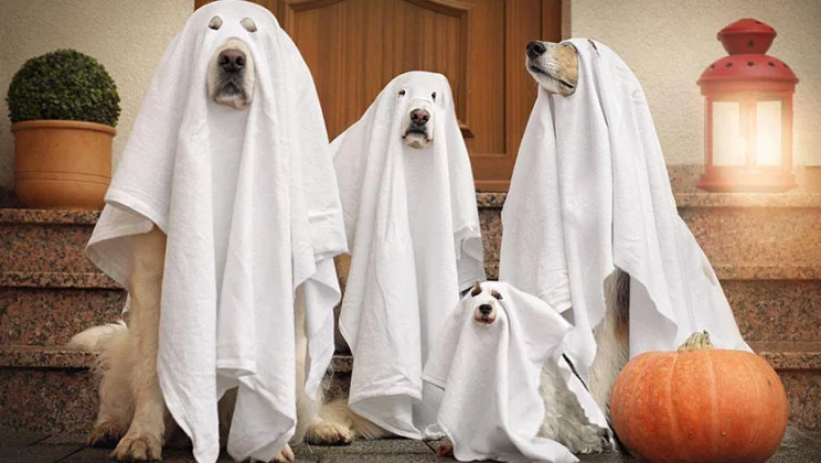 ¿Cómo disfrazar a un perro y que se sienta cómodo?