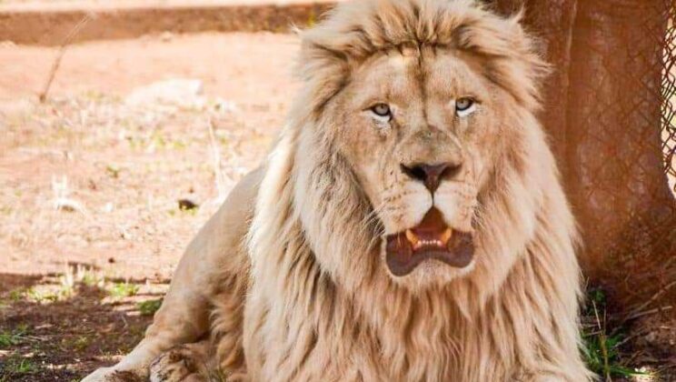 Ezequiel Montes contará con un albergue de animales como osos, leones y pumas
