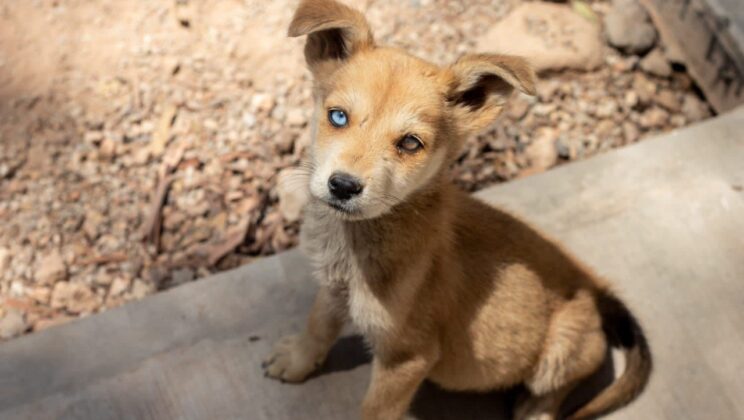 Pondrán en marcha programa ‘Operación Cuatro Patas’ a favor de las mascotas Sanjuanenses