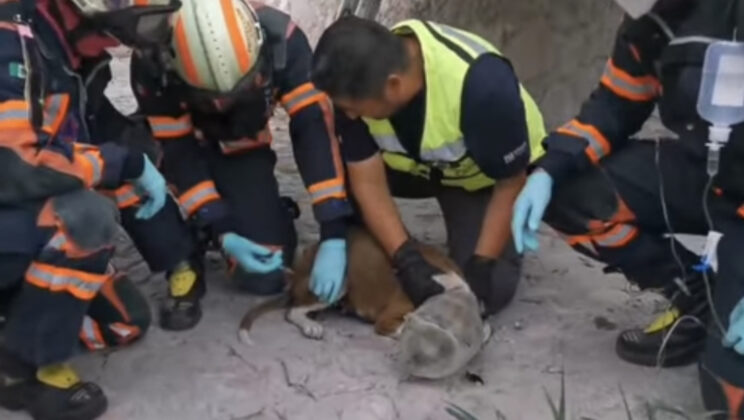 Rescatan a perrita atrapada en un bote de mayonesa, ocurrió en El Marqués