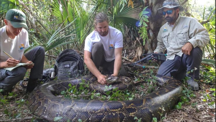 Capturan serpiente, pesan 97 kilos y media 5 metros de largo