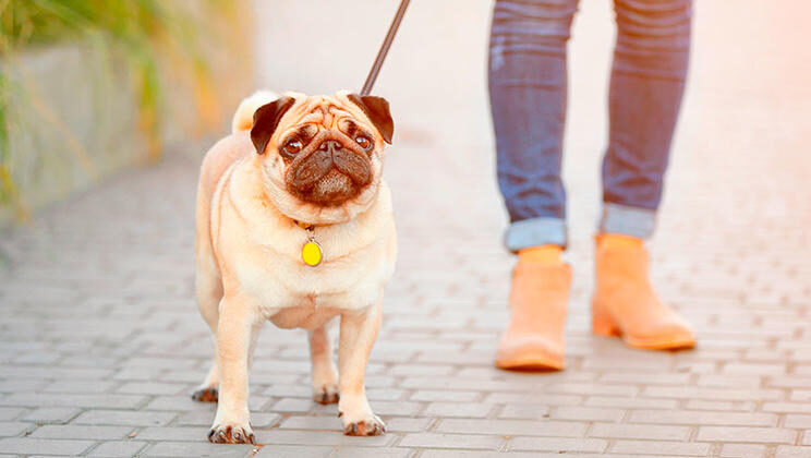 5 tips para sacar a tu perro de paseo en tiempos de COVID