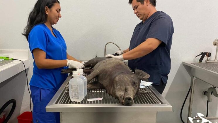 Rescatan a un cerdito que estaba siendo atacado por varios perros en El Marqués