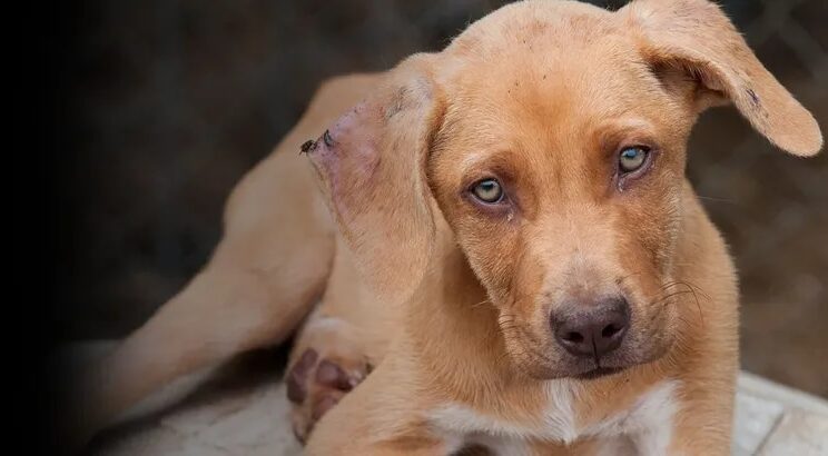 Podrían prohibir la venta de perros, gatos y conejos en tiendas de mascotas