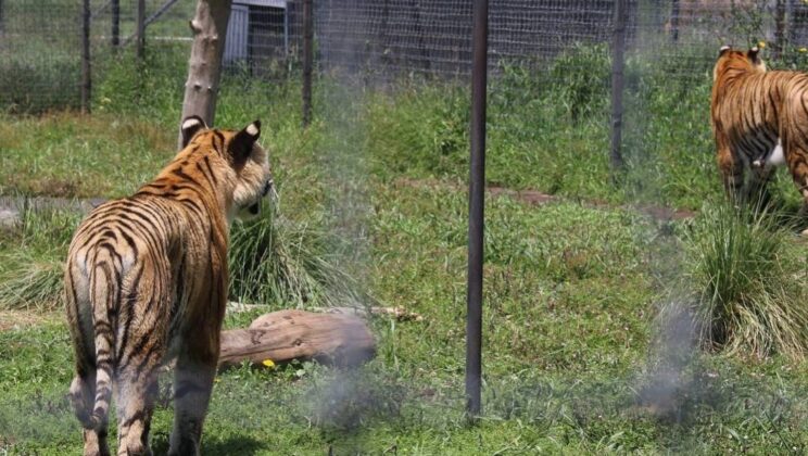 Rescatan de ‘Santuaai’ de Querétaro a 3 tigres