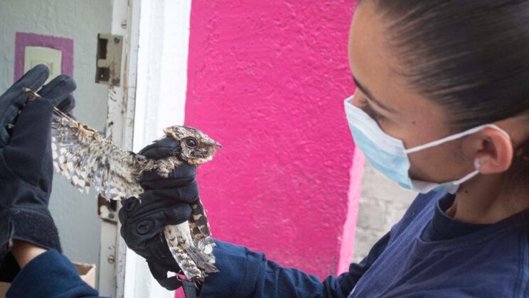 Rescatan ave silvestre que no podía volar, en Querétaro