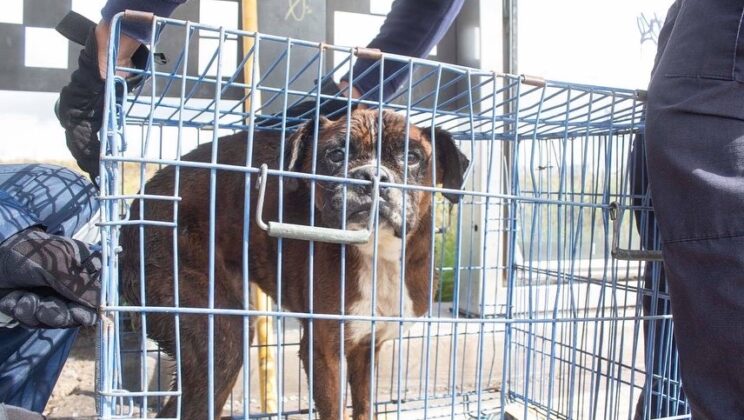 Perro es rescatado de un registro en la ciudad de Querétaro 