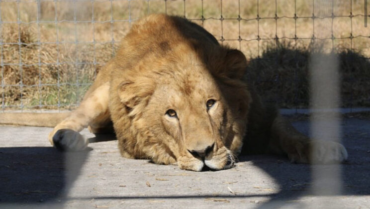 Querétaro recibió a felinos que fueron rescatados en el Ajusco