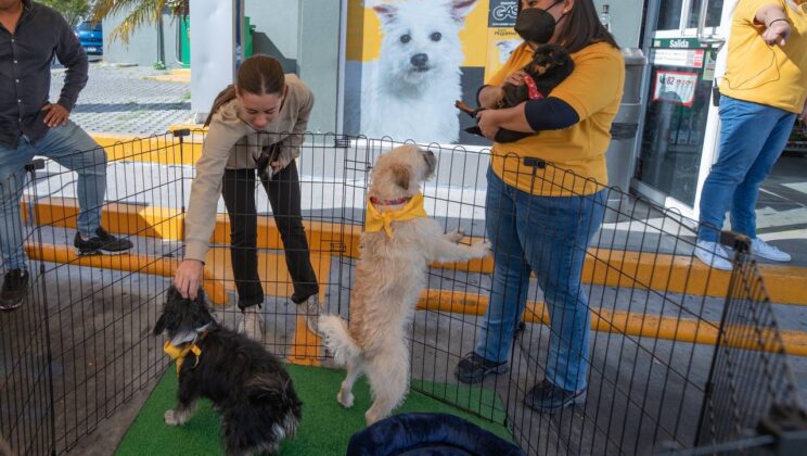 Lanzan CAAM de El Marqués y Pedigree campaña Sobres con Causa, para apoyar a albergues con caninos en adopción